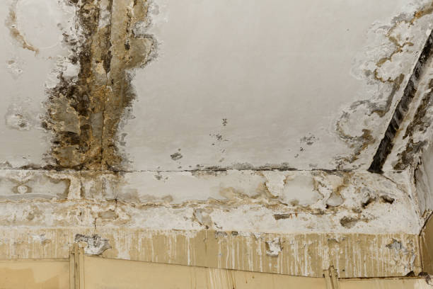 Reliable Navesink, NJ Mold Removal Solutions