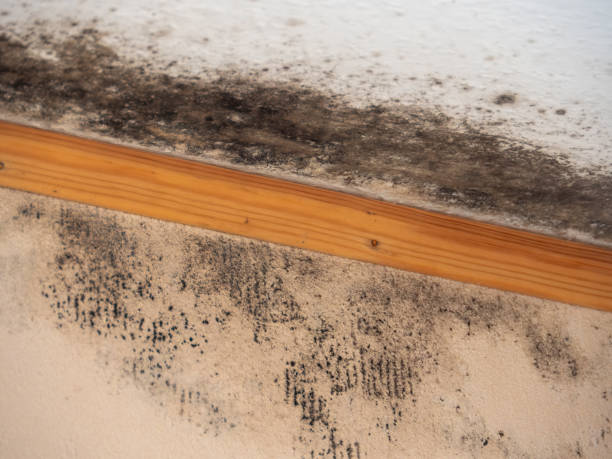 Best Forensic Mold Investigation  in Navesink, NJ